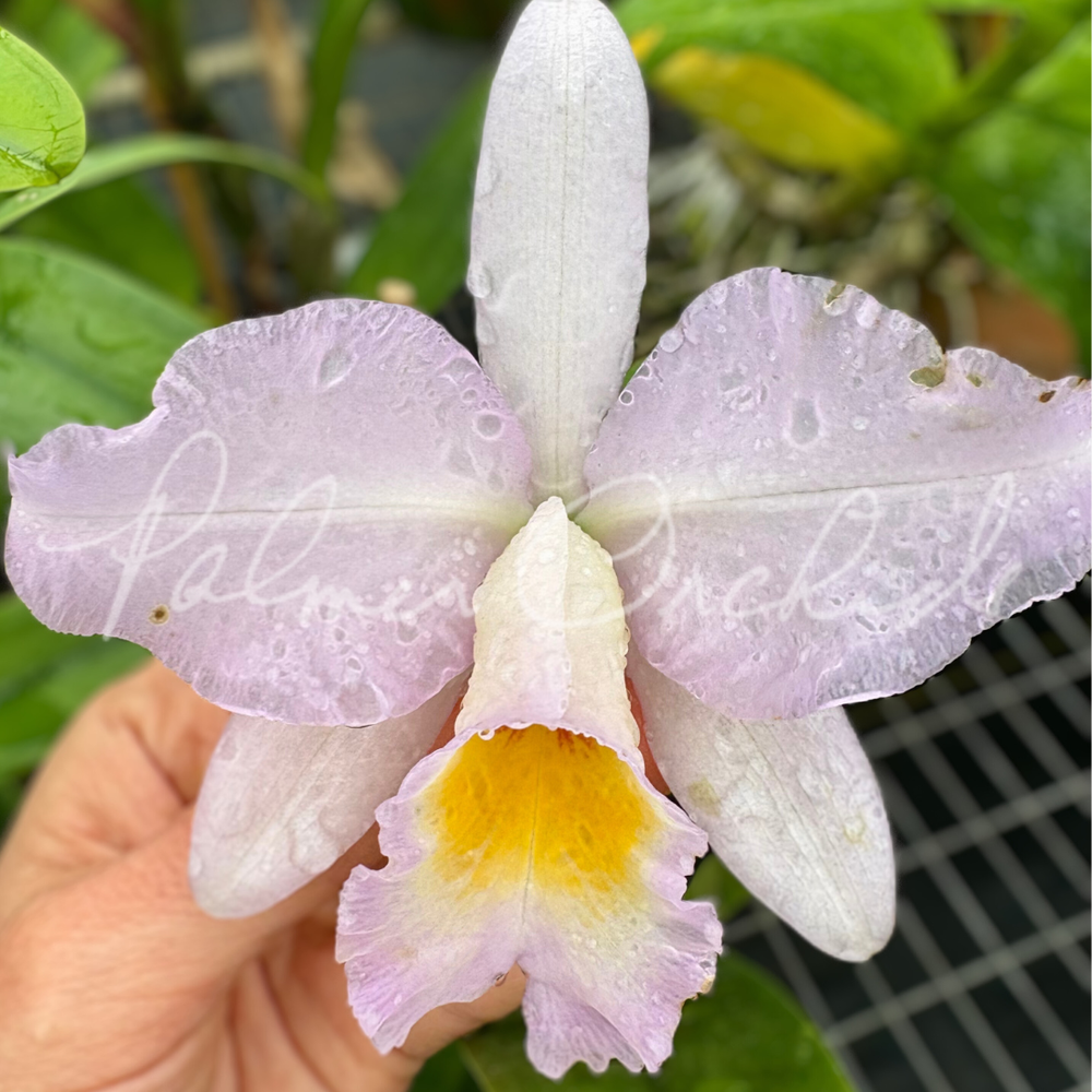 Rlc. Diego Pink Puff — Palmer Orchids